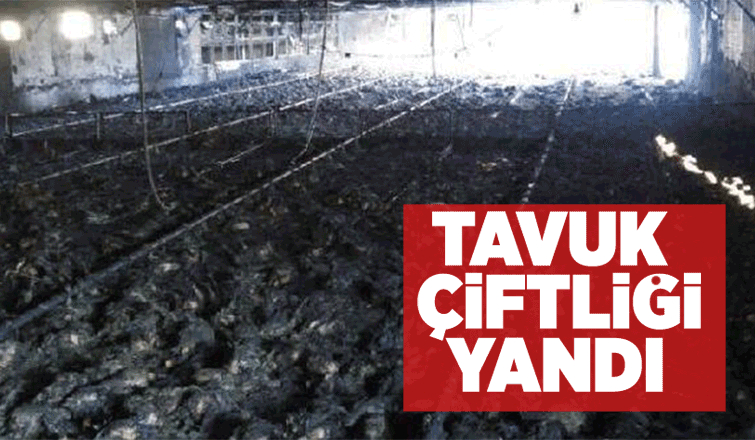 Geyve'de tavuk çiftliği yandı