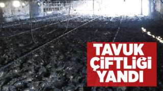 Geyve'de tavuk çiftliği yandı