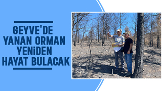 Geyve'de yanan orman yeniden yeşerecek