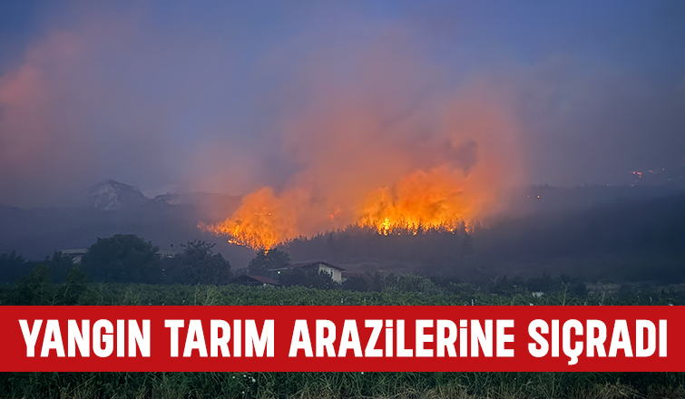 Geyve'deki yangın tarım arazilerine sıçradı