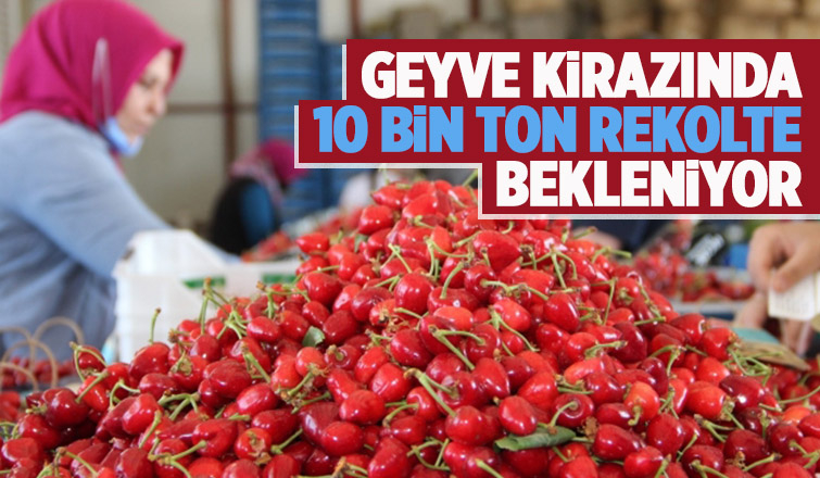 Geyve kirazında beklenti 10 bin ton rekolte