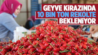 Geyve kirazında beklenti 10 bin ton rekolte