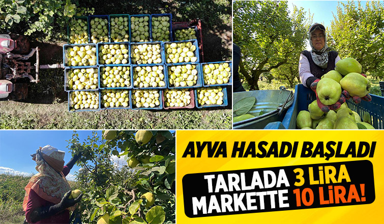 Geyve ve Pamukova'da ayva hasadı başladı