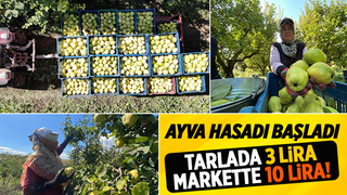 Geyve ve Pamukova'da ayva hasadı başladı