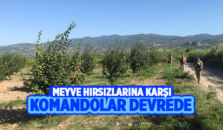 Geyve ve Pamukova'da meyve bahçelerini komandolar koruyor