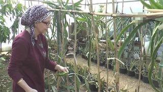 Girişimci kadın meyve pitaya üretiyor