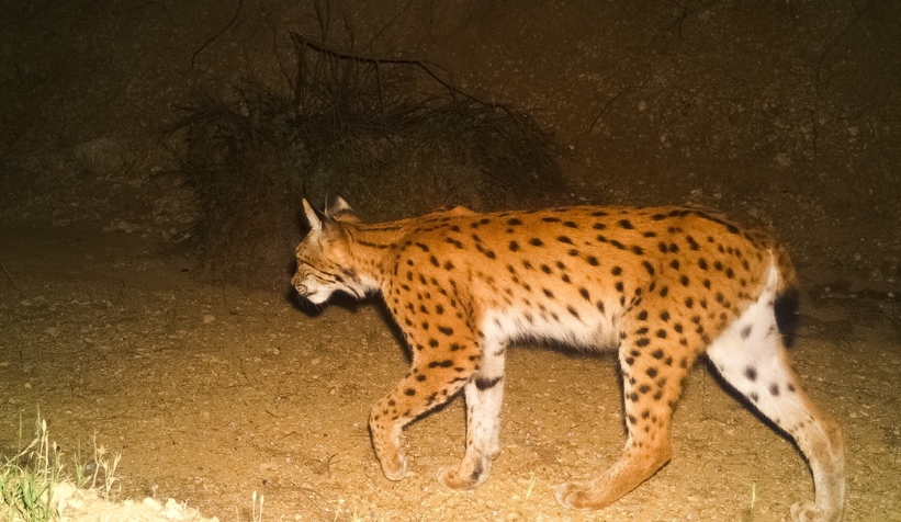 Gizemli vaşak böyle görüntülendi