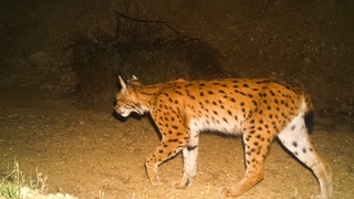 Gizemli vaşak böyle görüntülendi