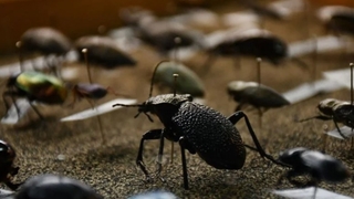 Göç ediyorlar ve sayıları hızla artıyor!