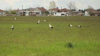Göç yolundaki leylekler mola verdiler