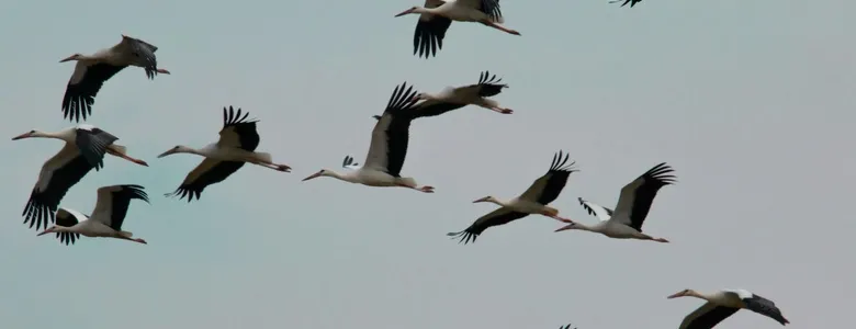 Göç yolundaki leylekler Sakarya’da mola verdi