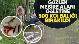 Gölete 500 adet koi balığı bıraktılar