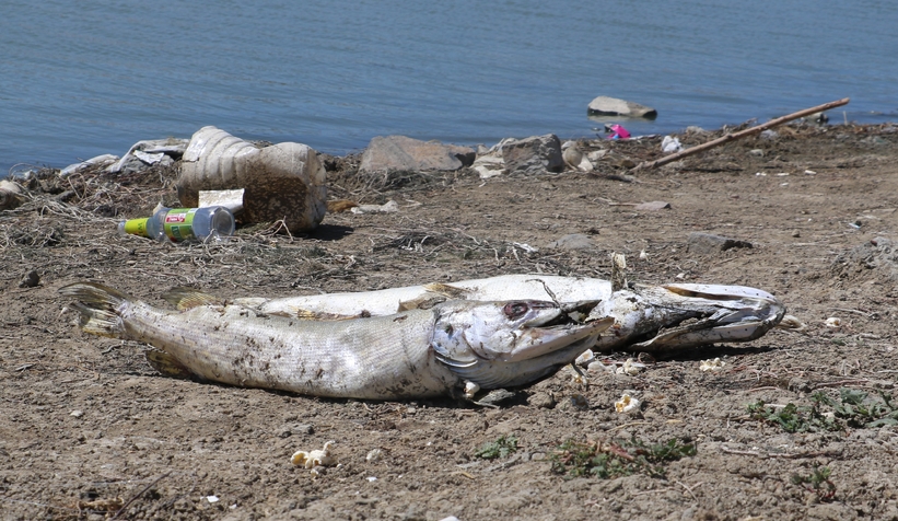 Gölette ekolojik felaket: Neredeyse tüm balıklar can verdi