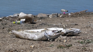 Gölette ekolojik felaket: Neredeyse tüm balıklar can verdi