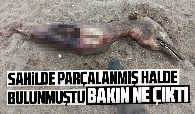 Gören yaratık sandı, bakın ne çıktı