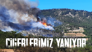 Göynük'te büyük orman yangını