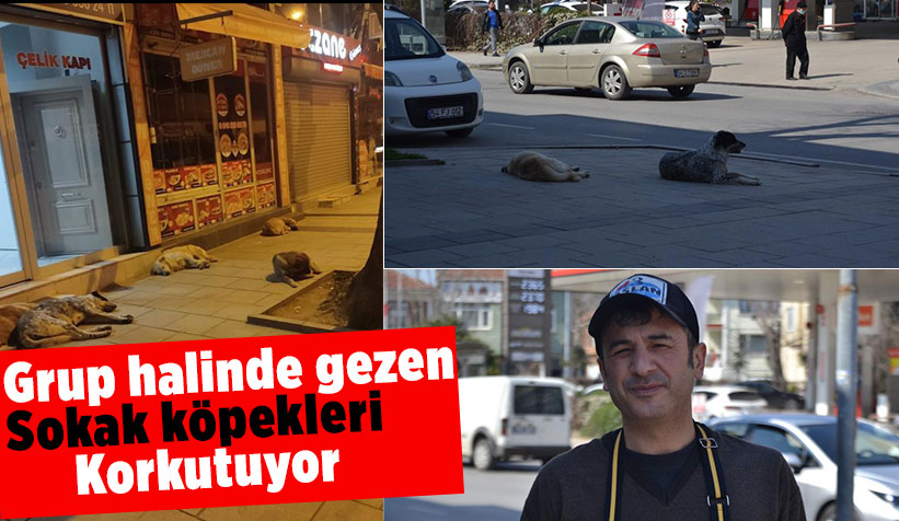 Grup halinde gezen sokak köpekleri korkutuyor