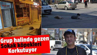 Grup halinde gezen sokak köpekleri korkutuyor