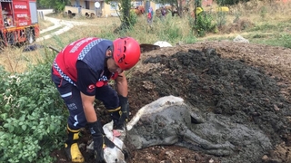 Gübre yığının içine batan eşek kurtarıldı