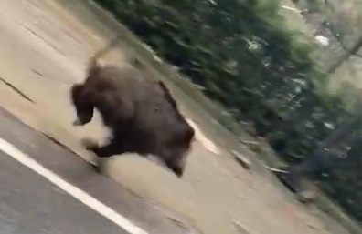 Gündüz vakti karayoluna indi