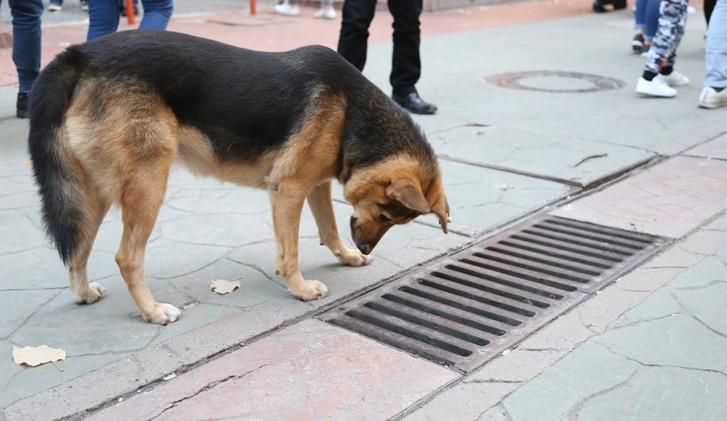 Günlerdir mazgalı izliyordu, gerçek ortaya çıktı