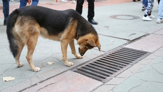Günlerdir mazgalı izliyordu, gerçek ortaya çıktı