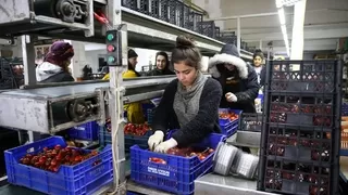 Halde fiyatlar düştü