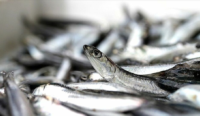 Hamsi avı yasağı uzatıldı