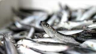 Hamsi avı yasağında yeni gelişme