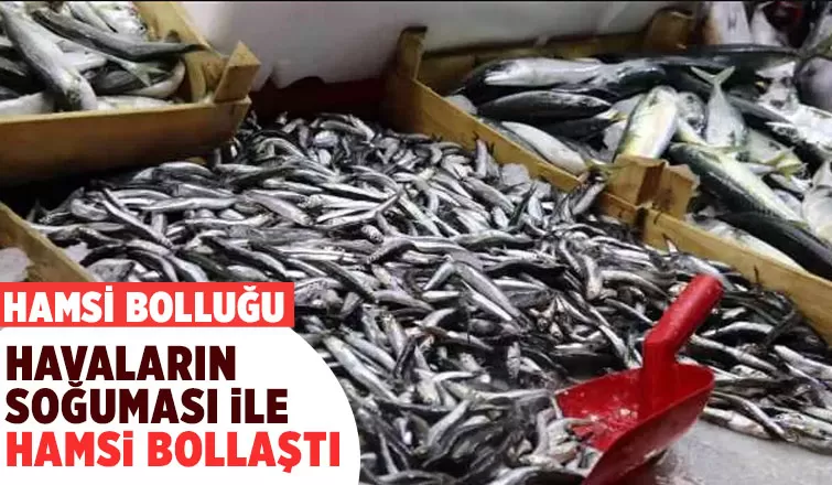 Hamsi bolluğu fiyatları düşürdü! 