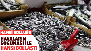Hamsi bolluğu fiyatları düşürdü! 