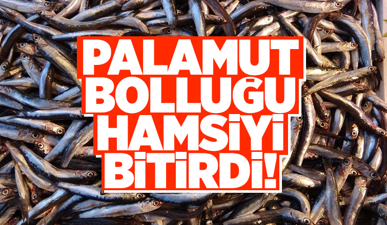 Hamsi ihracatına palamut darbesi
