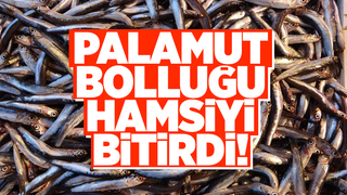 Hamsi ihracatına palamut darbesi