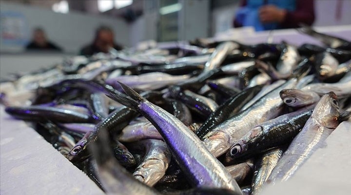 Hamsi, istavrit ve sardalya da dökme avcılığı yasaklandı