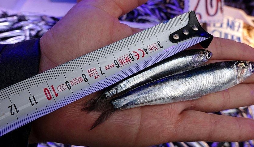 Hamsi nesli tehlikede