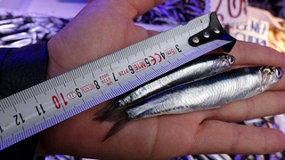 Hamsi nesli tehlikede