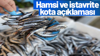 Hamsi ve istavrite kota mı gelecek!