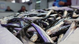 Hamside av yasağı uzatıldı