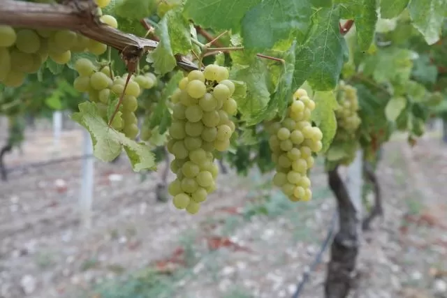 Hasadı başladı; 60 bin ton rekolte bekleniyor
