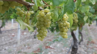 Hasadı başladı; 60 bin ton rekolte bekleniyor