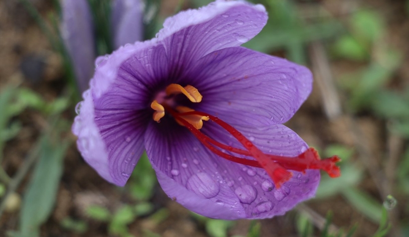 Hasadı başladı; Kilosu 100 bin lira