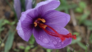 Hasadı başladı; Kilosu 100 bin lira