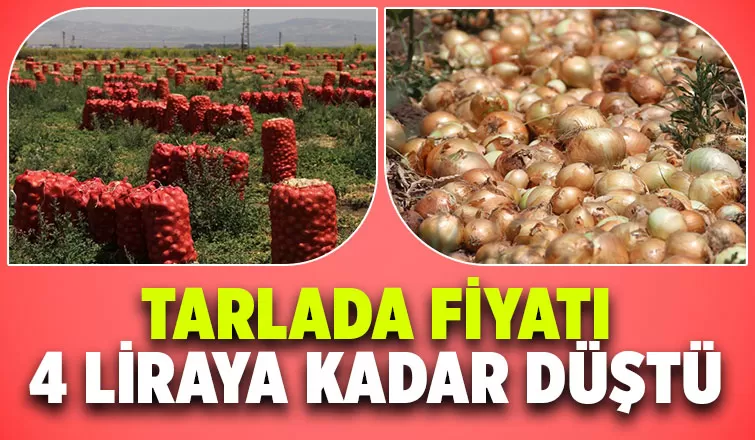 Hasat sürüyor: Soğanın tarlada fiyatı 4 liraya kadar indi