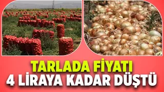 Hasat sürüyor: Soğanın tarlada fiyatı 4 liraya kadar indi