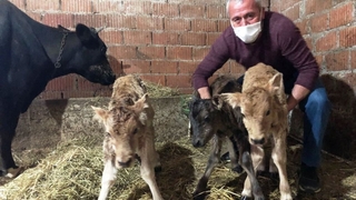 Hasta diye satın aldığı inek üçüz doğurdu