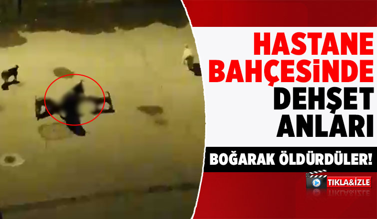 Hastane bahçesinde kediyi boğarak öldürdüler