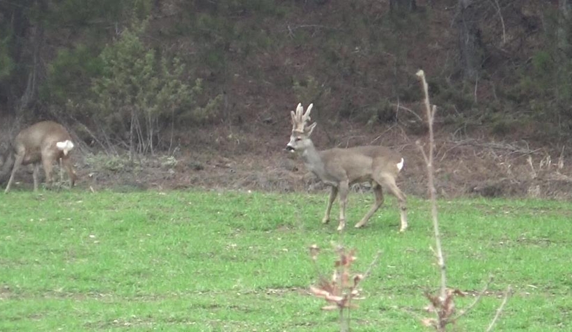 Hava sıcakları yükselince geyikler köylere kadar indi