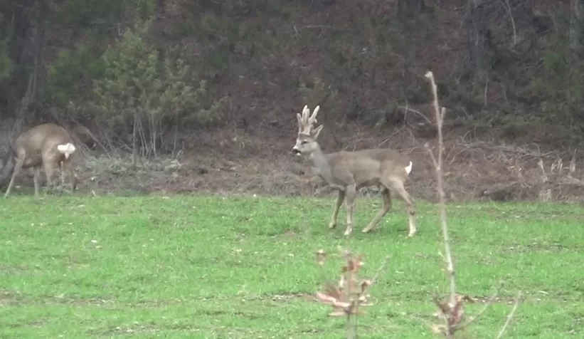 Hava sıcakları yükselince geyikler köylere kadar indi