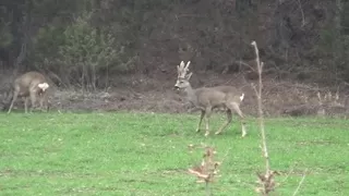 Hava sıcakları yükselince geyikler köylere kadar indi