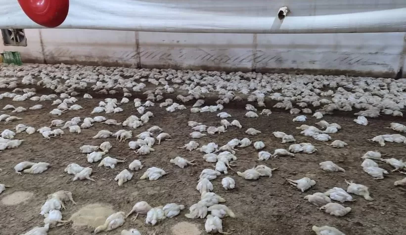 Havalandırma arızalandı: 22 bin tavuk telef oldu